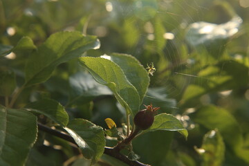 a green spider spun a web on an Apple tree