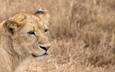 Close up of a Lion, Tanzania