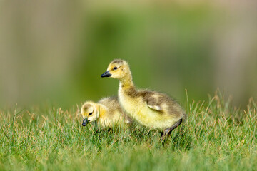 Two Canadian geese goslings  