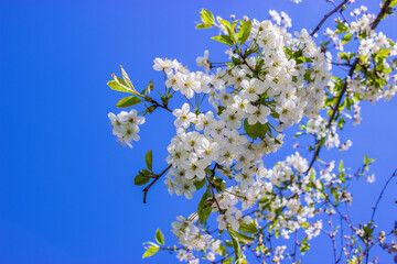A branch of a blossoming cherry tree on a background of clear blue sky