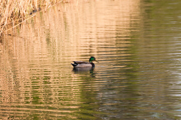 Duck swimming in the beautiful pond