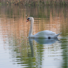Fototapeta premium beautiful swan