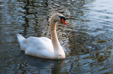 beautiful  swan