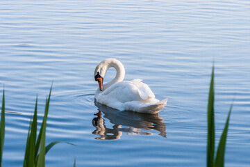 beautiful  swan