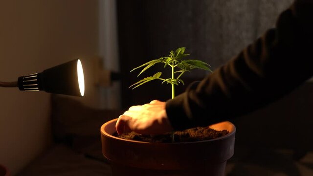 Anonymous man maintaining homegrown cannabis plant with yellow light recreational drugs,  cultivation,  growing drugs at home.