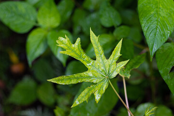 close up of green leaves