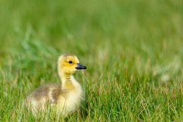 Canadian goose gosling