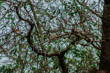 Hiding Bird