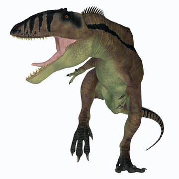 Carcharodontosaurus Carnivore Dinosaur - Carcharodontosaurus was a predatory theropod dinosaur that lived in the Sahara, Africa during the Cretaceous Period.