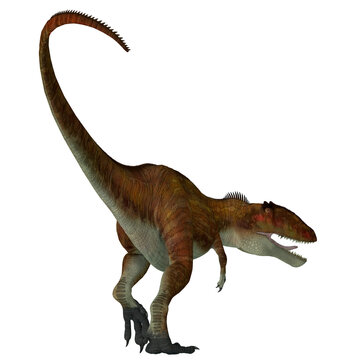 Carcharodontosaurus Dinosaur Tail - Carcharodontosaurus was a predatory theropod dinosaur that lived in the Sahara, Africa during the Cretaceous Period.