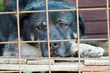 black dog behind bars