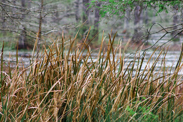Reed grass and Cypress Tree Pond