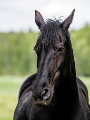 Portrait of a Friesian Horse