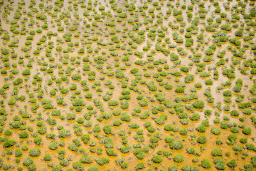 Aerial of mangroves, Everglades National Park, Florida