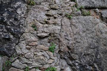 Texture of ancient stone wall with growing greenery.