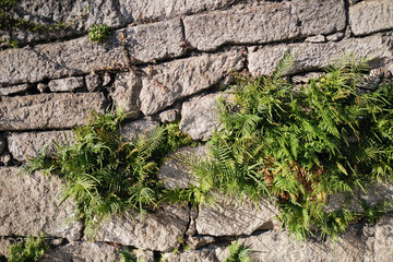 Texture of an ancient stone wall with growing greenery.