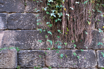 The texture of an ancient stone wall with growing greenery.