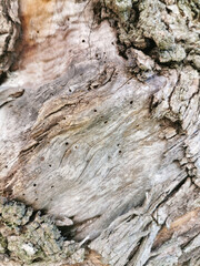 Tree trunk, eaten by pests, closeup. Dry wood texture with holes left by termites. Protecting forests from pests.
