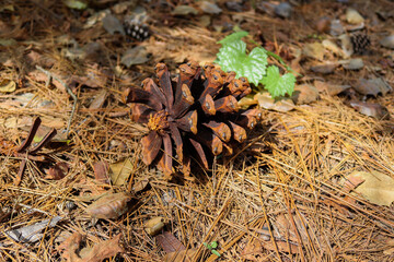 Pine Cone