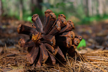 Pine Cone