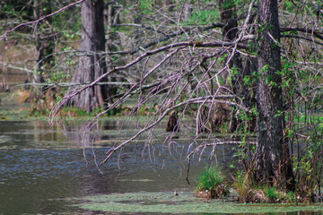 Cypress Tree Pond