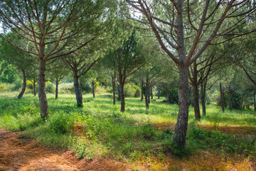 Fototapeta premium National park Olesa