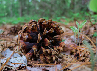 Pine cone
