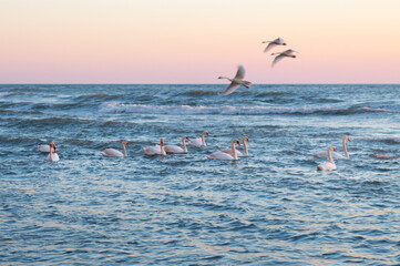 A group of swans floating in the sea. Three swans flew to them.