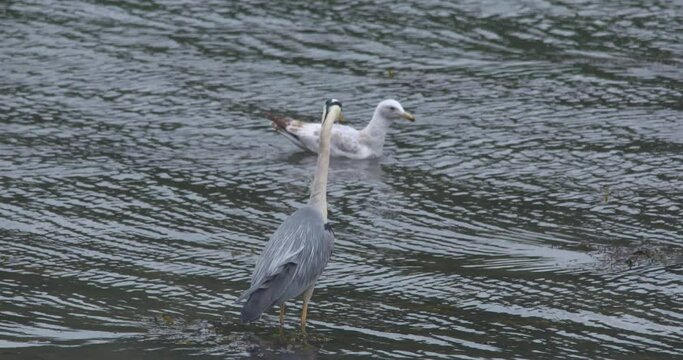 Grey Heron wading bird and seagull floats on shallow river running water
