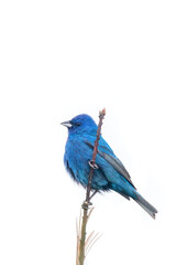 Indigo Bunting on a perch with white high key background 