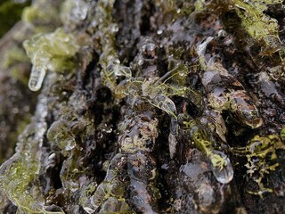 close up, frozen evergreen tree brunches, Oregon Forest, Mt Hood 