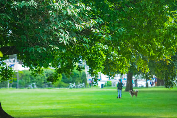 Walk in the park in the summer day. Vacationers, cyclists, a girl walking with dogs