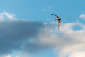seagull in flight
