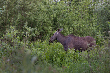 A wild moose standing on top of a lush green forest. High quality photo