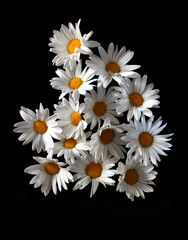 daisies and white tulips with green leaves whimsical still life on black background