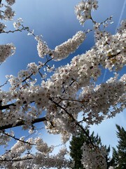 Close up, beautiful light pink flowers, blooming sakura tree 