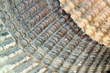 Abstract macro shots of seashells with textured ridge patterns and pastel colors