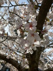 Close up, beautiful light pink flowers, blooming sakura tree 