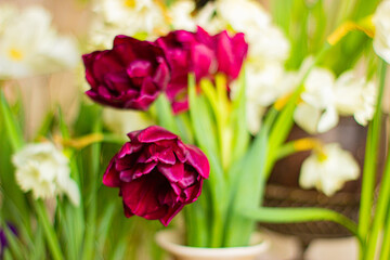 Red and white colorful spring flowers tulips and irises