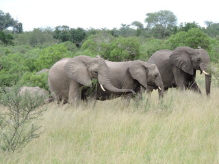 Fototapeta premium elefante africa safari