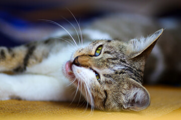 Cute cat laying down on floor