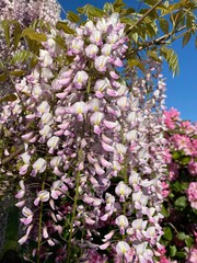 Fototapeta premium Beautiful Pink and purple Flowers, Blooming in the summer, Portland Oregon, USA