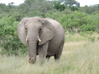 elefante safari africa