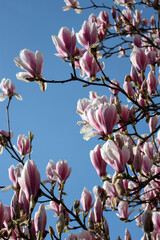 Spring flowering plum and apple fruit trees with white blossoms against a blue sky