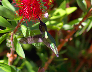hummingbird feeding on flower