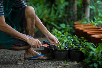 Asian man growing young green plant. Working at home concept by growing plant in the garden.