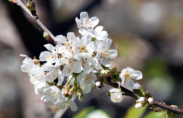 Obraz premium Spring flowering plum and apple fruit trees with white blossoms against a blue sky