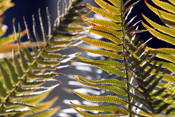Abstract, close up shot of green ferns in the sunshine
