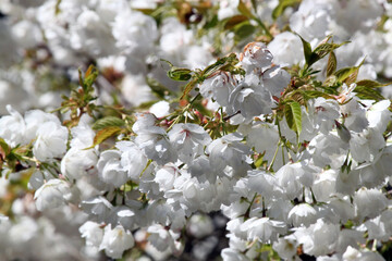 Spring flowering plum and apple fruit trees with white blossoms against a blue sky