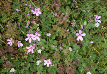 Spring flowers from the garden with orange, white, purple, blue, and pink blooms and dark green leaves.